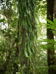 Loxogramme dictyopteris. Plants growing on a tree trunk, with entire fertile fronds beginning to wilt in dry conditions.
 Image: L.R. Perrie © Leon Perrie CC BY-NC 3.0 NZ